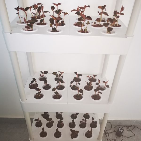 Vertical hydroponic gardening system with 4-tier LED grow lights for cultivating 56 vegetable and fruit plants